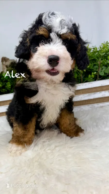 Alex – Miniature Bernedoodle puppy for sale in Loxahatchee, FL