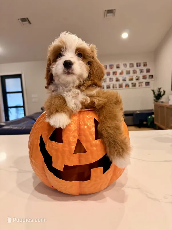 Tigerlily- Mini  – Miniature Bernedoodle puppy for sale in Loxahatchee, FL