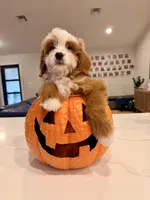 Tigerlily- Mini , a female Miniature Bernedoodle for sale in Loxahatchee, FL – 1 of 5