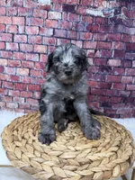 Diesel , a male Bernedoodle for sale in Loxahatchee, FL – 2 of 5