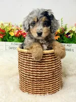 Crumbl , a female Bernedoodle for sale in Loxahatchee, FL – 6 of 7