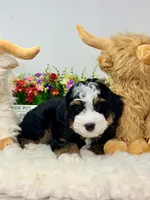 Renaldo , a male Miniature Bernedoodle for sale in Loxahatchee, FL – 3 of 5