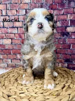Mochi , a female Bernedoodle for sale in Loxahatchee, FL – 3 of 9