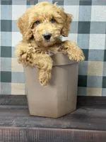 Archie - Blue eyes , a male Miniature Goldendoodle for sale in Loxahatchee, FL – 3 of 6