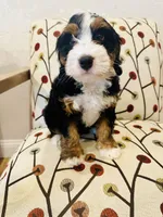 Ember, a female Miniature Bernedoodle for sale in Loxahatchee, FL – Photo 5 of 6