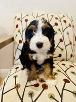 Ember, a female Miniature Bernedoodle for sale in Loxahatchee, FL – Photo 3 of 6