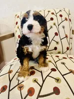 Ember, a female Miniature Bernedoodle for sale in Loxahatchee, FL – Photo 4 of 6