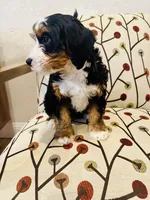 Ember, a female Miniature Bernedoodle for sale in Loxahatchee, FL – Photo 6 of 6