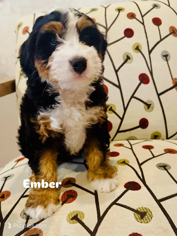 Ember – Miniature Bernedoodle puppy for sale in Loxahatchee, FL