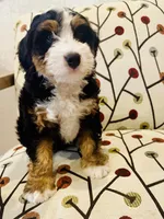 Ember, a female Miniature Bernedoodle for sale in Loxahatchee, FL – Photo 2 of 6