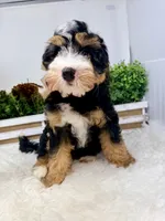Ember , a female Miniature Bernedoodle for sale in Loxahatchee, FL – 5 of 6