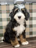 Sequoia -Mini, a female Miniature Bernedoodle for sale in Loxahatchee, FL – 2 of 10