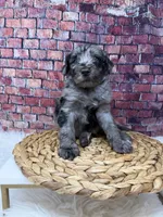 Diesel , a male Bernedoodle for sale in Loxahatchee, FL – 5 of 5