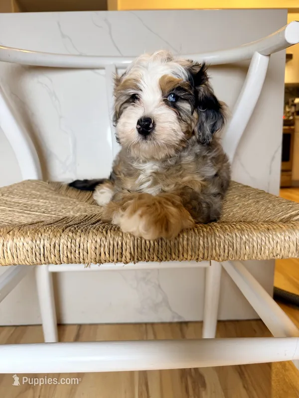 Mochi  – Bernedoodle puppy for sale in Loxahatchee, FL