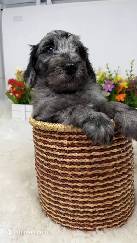 Diesel  – Bernedoodle puppy for sale in Loxahatchee, FL