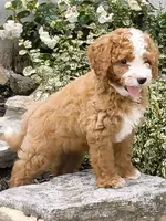 Tigerlily- Mini , a female Miniature Bernedoodle for sale in Loxahatchee, FL – 2 of 5