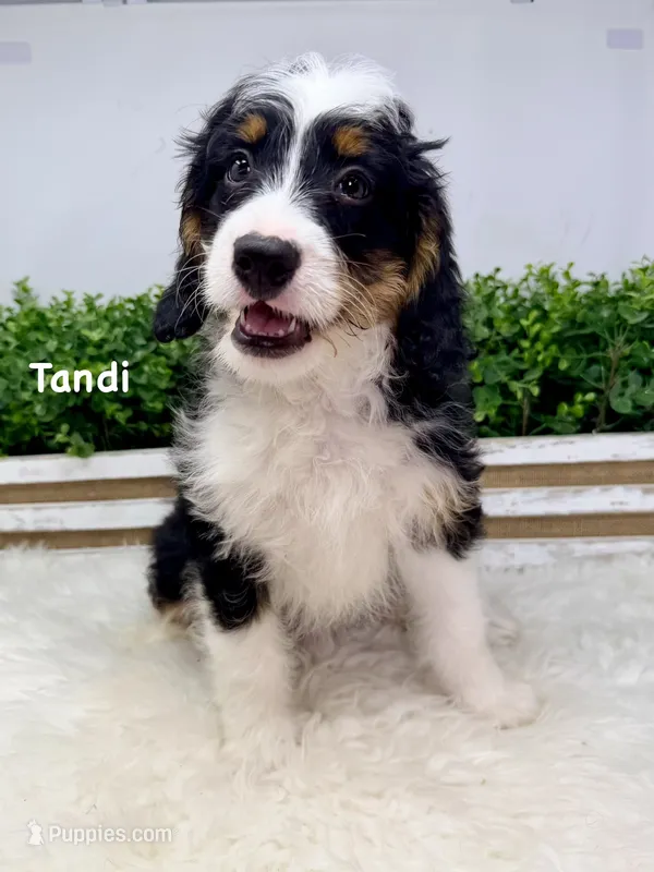 Tandi  – Miniature Bernedoodle puppy for sale in Loxahatchee, FL
