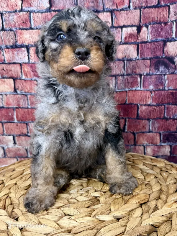 Armani  – Bernedoodle puppy for sale in Loxahatchee, FL