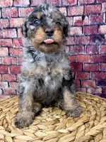 Armani , a male Bernedoodle for sale in Loxahatchee, FL – 1 of 5