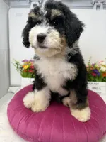 Mesa -Mini, a female Miniature Bernedoodle for sale in Loxahatchee, FL – 3 of 5