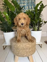 Archie - Blue eyes , a male Miniature Goldendoodle for sale in Loxahatchee, FL – 4 of 6