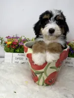 Sequoia -Mini, a female Miniature Bernedoodle for sale in Loxahatchee, FL – 2 of 3