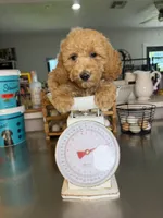 Taylor- Mini , a female Miniature Goldendoodle for sale in Loxahatchee, FL – 2 of 10