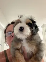 Mochi , a female Bernedoodle for sale in Loxahatchee, FL – 8 of 9