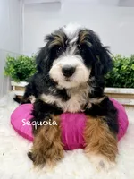 Sequoia -Mini, a female Miniature Bernedoodle for sale in Loxahatchee, FL – 6 of 10