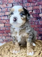 Mochi , a female Bernedoodle for sale in Loxahatchee, FL – 4 of 9