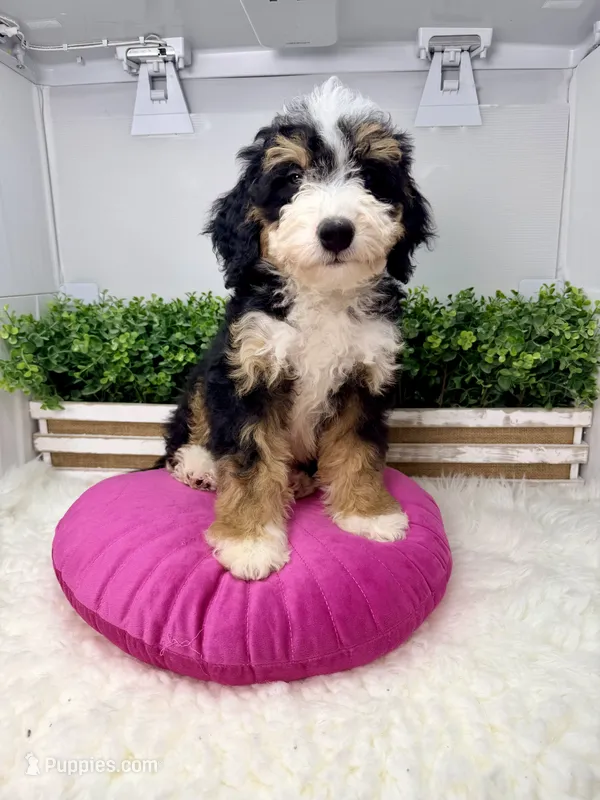Acadia  – Miniature Bernedoodle puppy for sale in Loxahatchee, FL