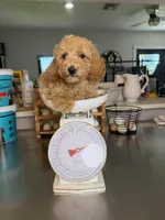 Taylor- Mini , a female Miniature Goldendoodle for sale in Loxahatchee, FL – 4 of 10