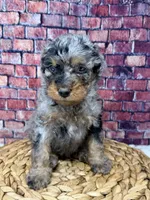 Armani , a male Bernedoodle for sale in Loxahatchee, FL – 2 of 5