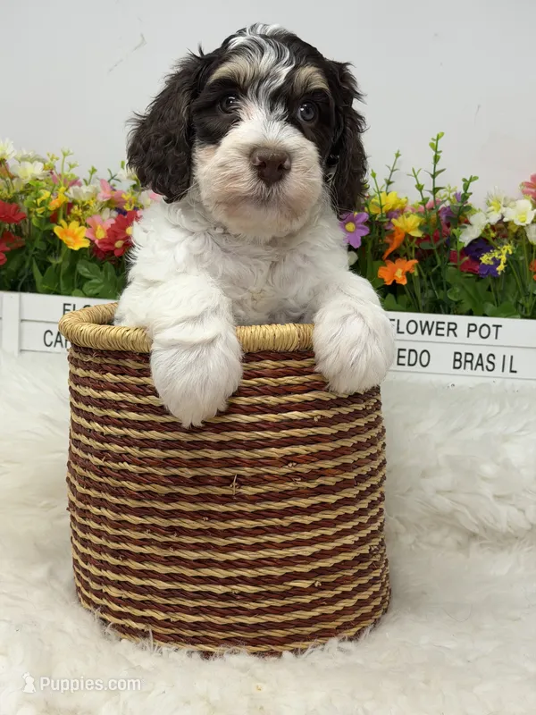 Stussy  – Bernedoodle puppy for sale in Loxahatchee, FL