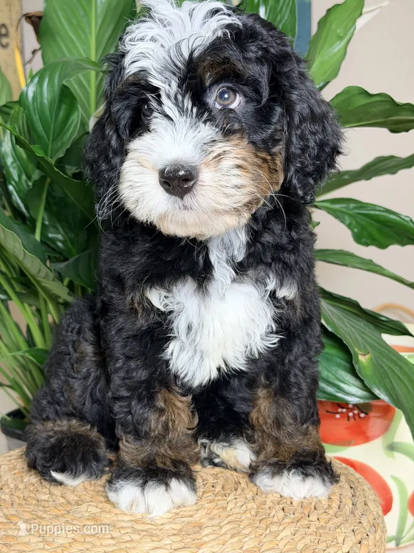 Renaldo  – Miniature Bernedoodle puppy for sale in Loxahatchee, FL
