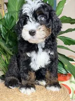 Renaldo , a male Miniature Bernedoodle for sale in Loxahatchee, FL – 2 of 5