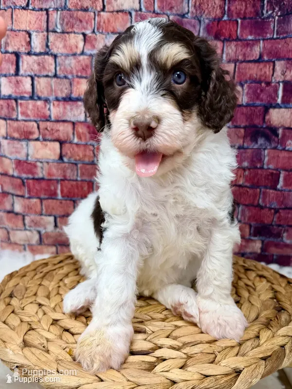 Stussy  – Bernedoodle puppy for sale in Loxahatchee, FL