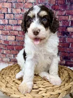 Stussy , a female Bernedoodle for sale in Loxahatchee, FL – 1 of 4