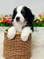 Honeybun , a male Bernedoodle for sale in Loxahatchee, FL – 4 of 6