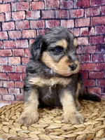Burberry , a male Bernedoodle for sale in Loxahatchee, FL – 4 of 5