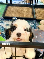 Bluey , a female Miniature Bernedoodle for sale in Loxahatchee, FL – 4 of 5