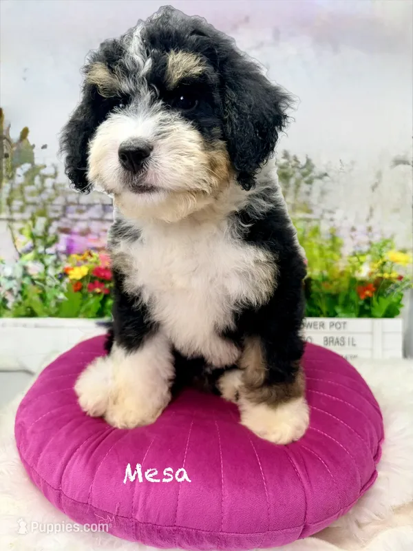 Mesa -Mini – Miniature Bernedoodle puppy for sale in Loxahatchee, FL