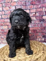 Chloe , a female Bernedoodle for sale in Loxahatchee, FL – 2 of 4
