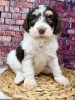 Stussy , a female Bernedoodle for sale in Loxahatchee, FL – 2 of 4