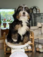 Kyler -Micro , a male Miniature Bernedoodle for sale in Loxahatchee, FL – 4 of 10