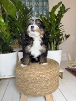 Kyler -Micro , a male Miniature Bernedoodle for sale in Loxahatchee, FL – 8 of 10
