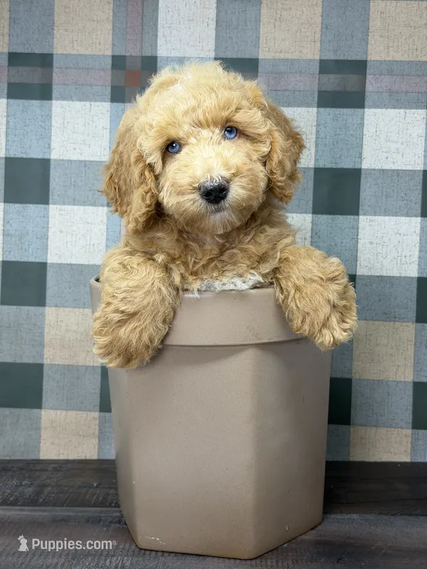 Jordan-Blue Eyes  – Miniature Goldendoodle puppy for sale in Loxahatchee, FL