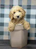 Jordan-Blue Eyes , a female Miniature Goldendoodle for sale in Loxahatchee, FL – 1 of 5