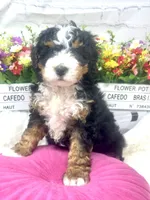 Shen -mini , a female Miniature Bernedoodle for sale in Loxahatchee, FL – 2 of 3