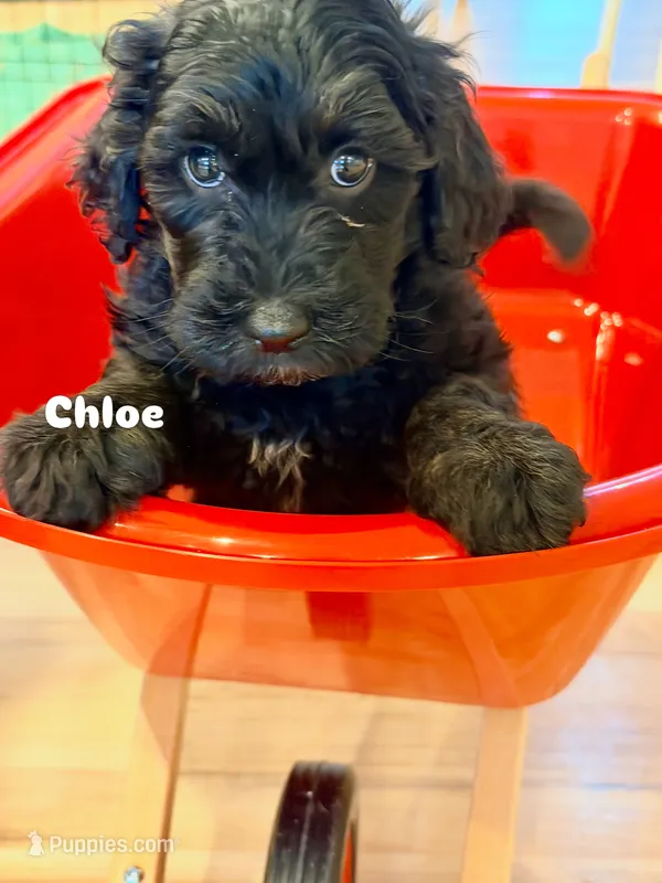Chloe  – Bernedoodle puppy for sale in Loxahatchee, FL